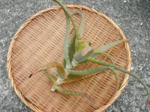 �؂������A���G