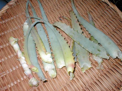 �o���o���ɂȂ����A���G