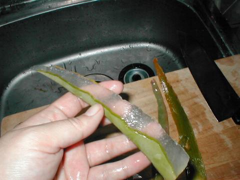 ��𔍂��ꂽ�A���G