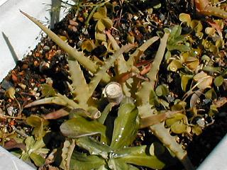 �A���G��؂���������