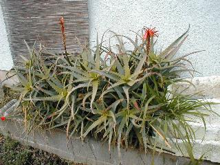 ���ߏ��̃A���G