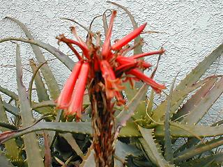 �A���G�̉�