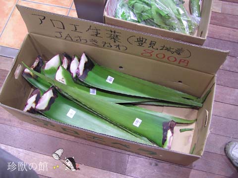 �A���G�x��