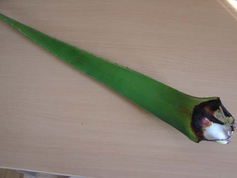 �A���G�x��