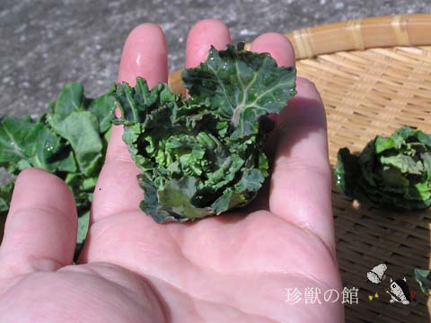 �v�`���F�[��