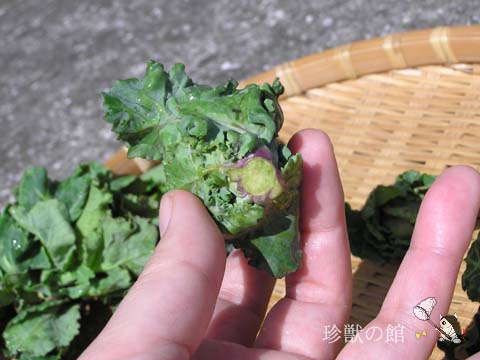 �v�`���F�[��