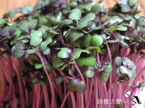 ���b�h�L���x�c�X�v���E�g