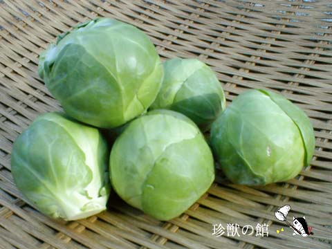 ��L���x�c