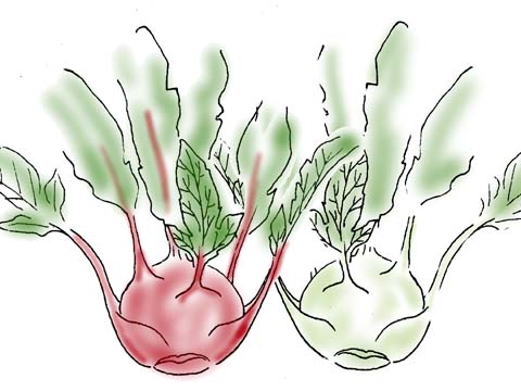 �R�[�����r