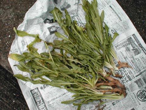 �`�R���i�S�́j