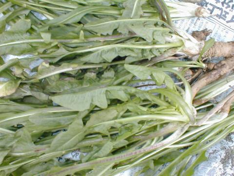 �`�R���̗t