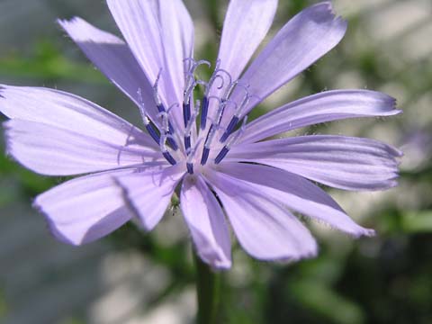 �v���^���b��