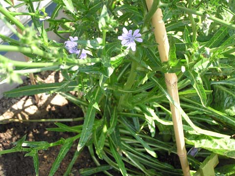 �v���^���b��