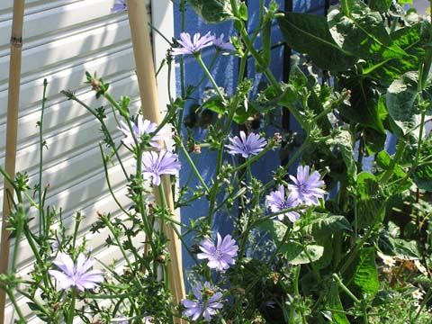 �v���^���b��