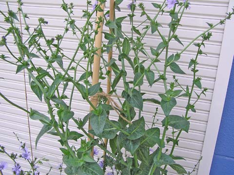 �`�R���A���Ԃ񌋋�������