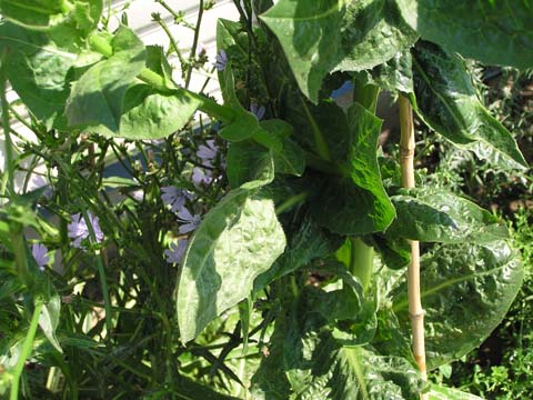 �`�R���A���Ԃ񌋋�������