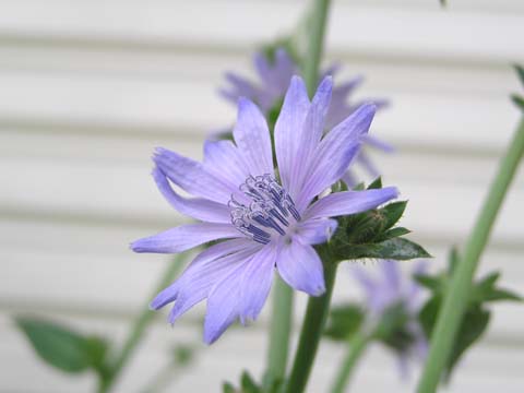 �`�R���A���Ԃ񌋋�������