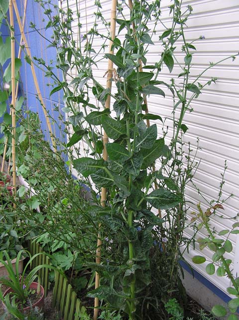 �`�R���A���Ԃ񌋋�������