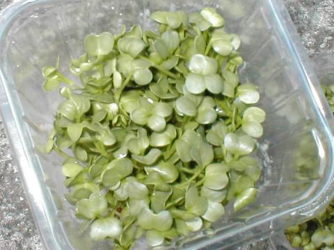 �J�C�����_�C�R��