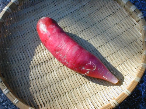 ���f�B�[�T���_