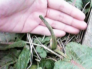 �M�V�M�V�̉�