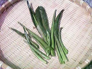 �M�V�M�V�̉��E��ł���