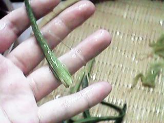 �ʂ߂肪����܂�