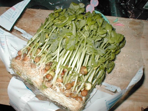 ���c�i�O�����s�[�X�̃X�v���E�g�j