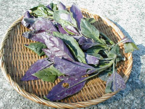 �n���_�}�i�����؁j