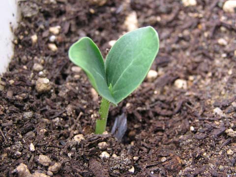 �g�J�h�w�`�}