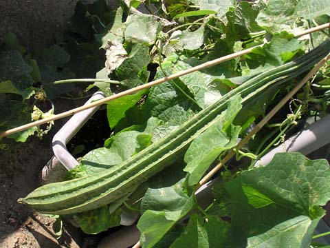 �g�J�h�w�`�}