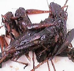 �C�i�S�̒ώ�