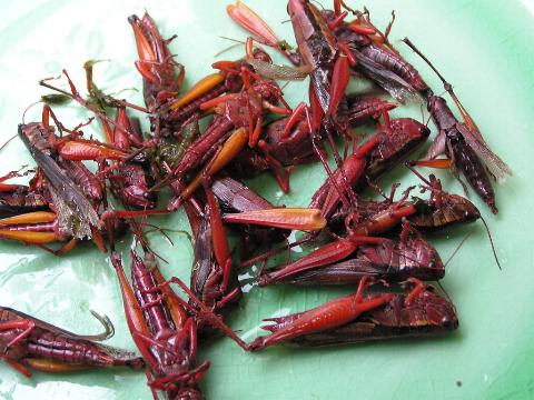 䥂ł��������C�i�S