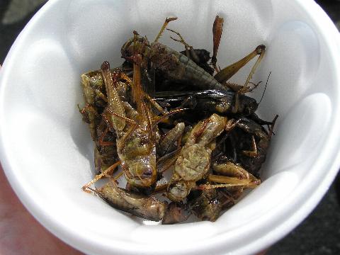 �^�C�̃C�i�S����