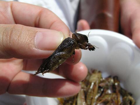 �Ȃ�ƁA�I�P���܂ŁI