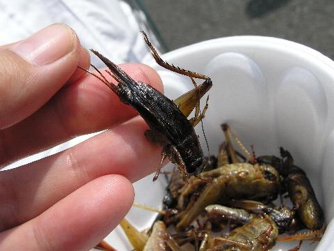 ���A�R�I���M��