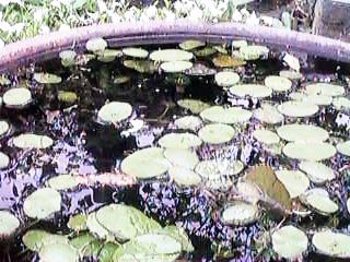 �W�����T�C