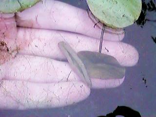 �W�����T�C