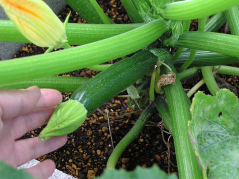 �Y�b�L�[�j