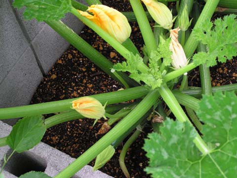 �Y�b�L�[�j