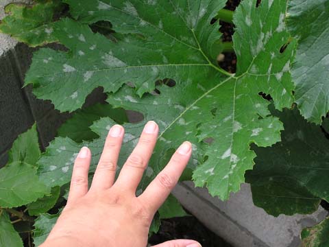 �Y�b�L�[�j