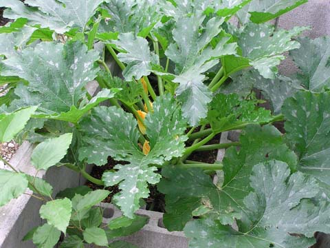 �Y�b�L�[�j