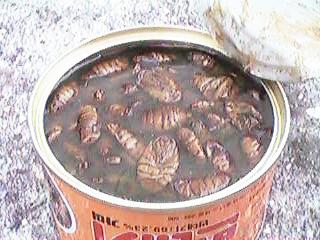 �ʋl���J�����Ƃ���