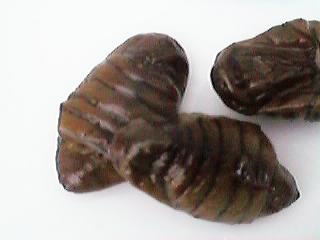 �J�C�R��匁i�g��}�j