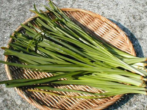 �J���\�[�i�����؁j