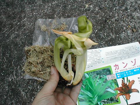 ���u�J���]�E�̕c