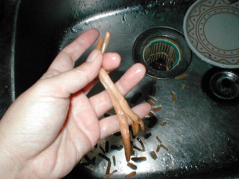 ���ł��ǂ��āc