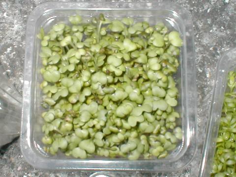 �}�X�^�[�h�X�v���E�g