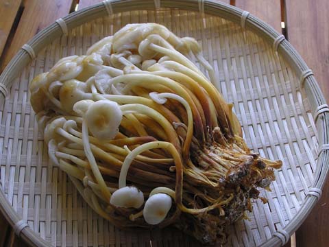 �g������G�m�L