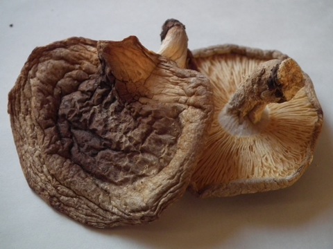 �V�C�^�P�i���M�j